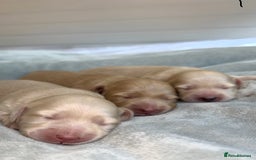 Miniature Dachshund dogs for sale: CREAM MINIATURE DACHSHUNDS💛 - Image 5