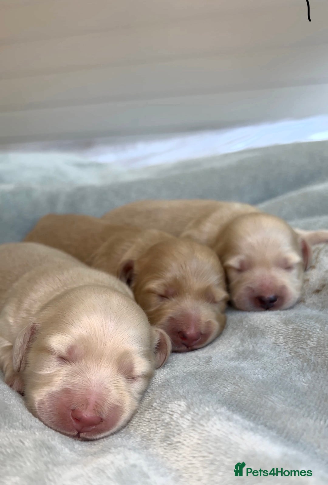 Miniature Dachshund dogs for sale: CREAM MINIATURE DACHSHUNDS💛 - Image 5