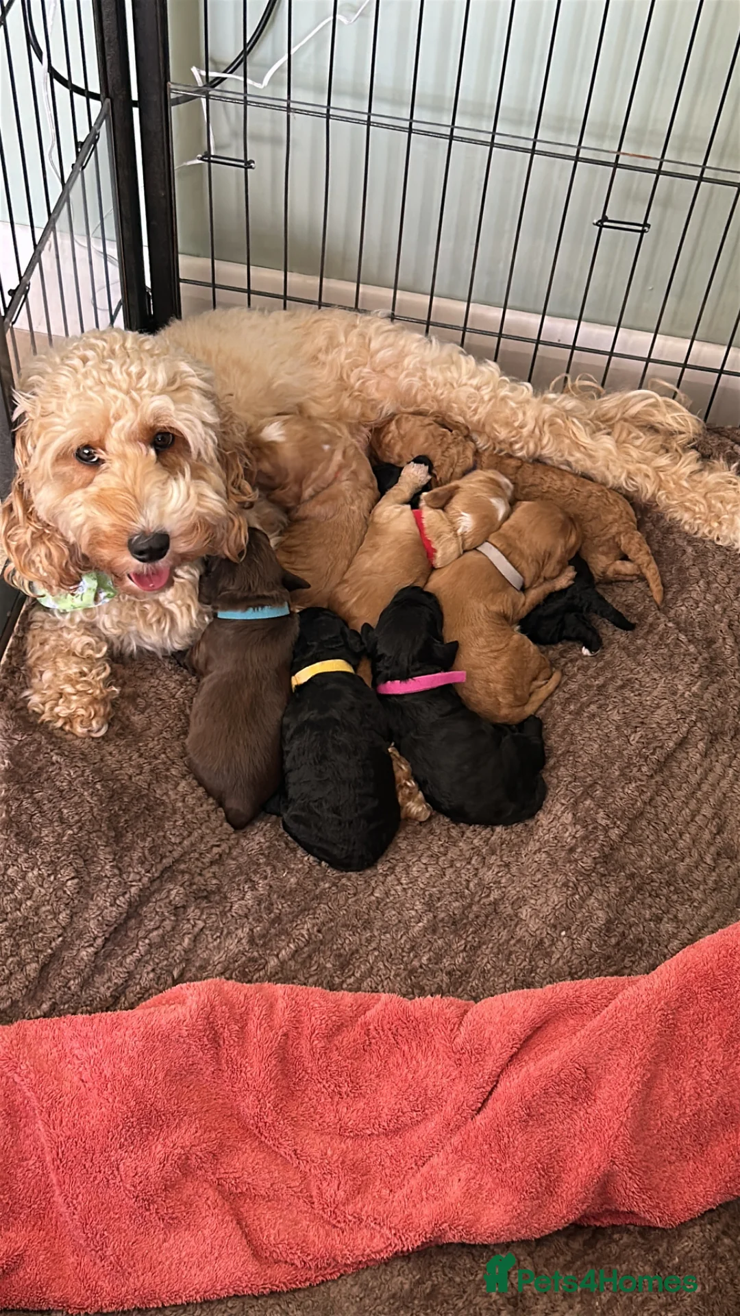 Cockapoo dogs for sale: Beautiful litter of cockapoo puppies ❤️ - Advert 25