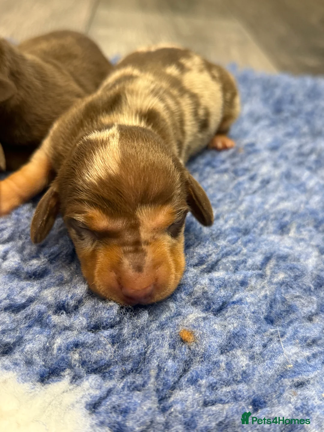 Miniature Dachshund dogs for sale: Stunning kennel club registered mini dachshunds  - Advert 7