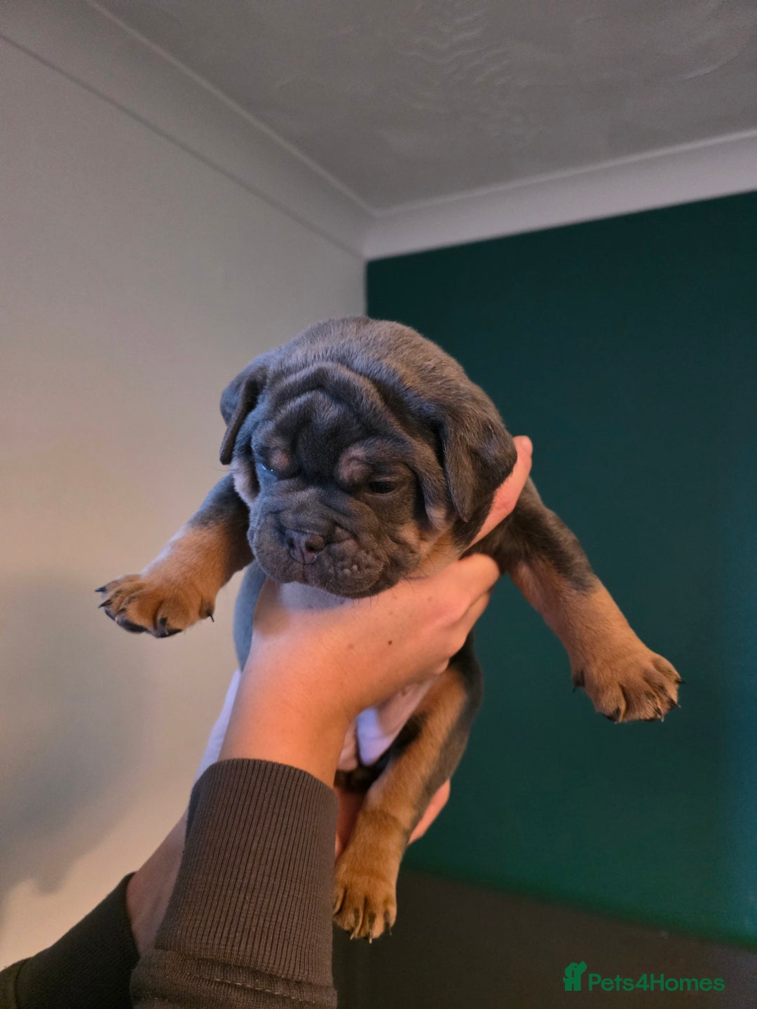 Olde English Bulldogge dogs for sale: Beautiful olde english Bulldogge pups  - Advert 9