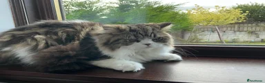 Scottish Fold 1