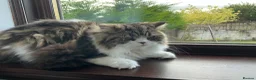 Scottish Fold cats for sale: Scottish fold looking for a lovely home  in Aberdeen - Advert 2