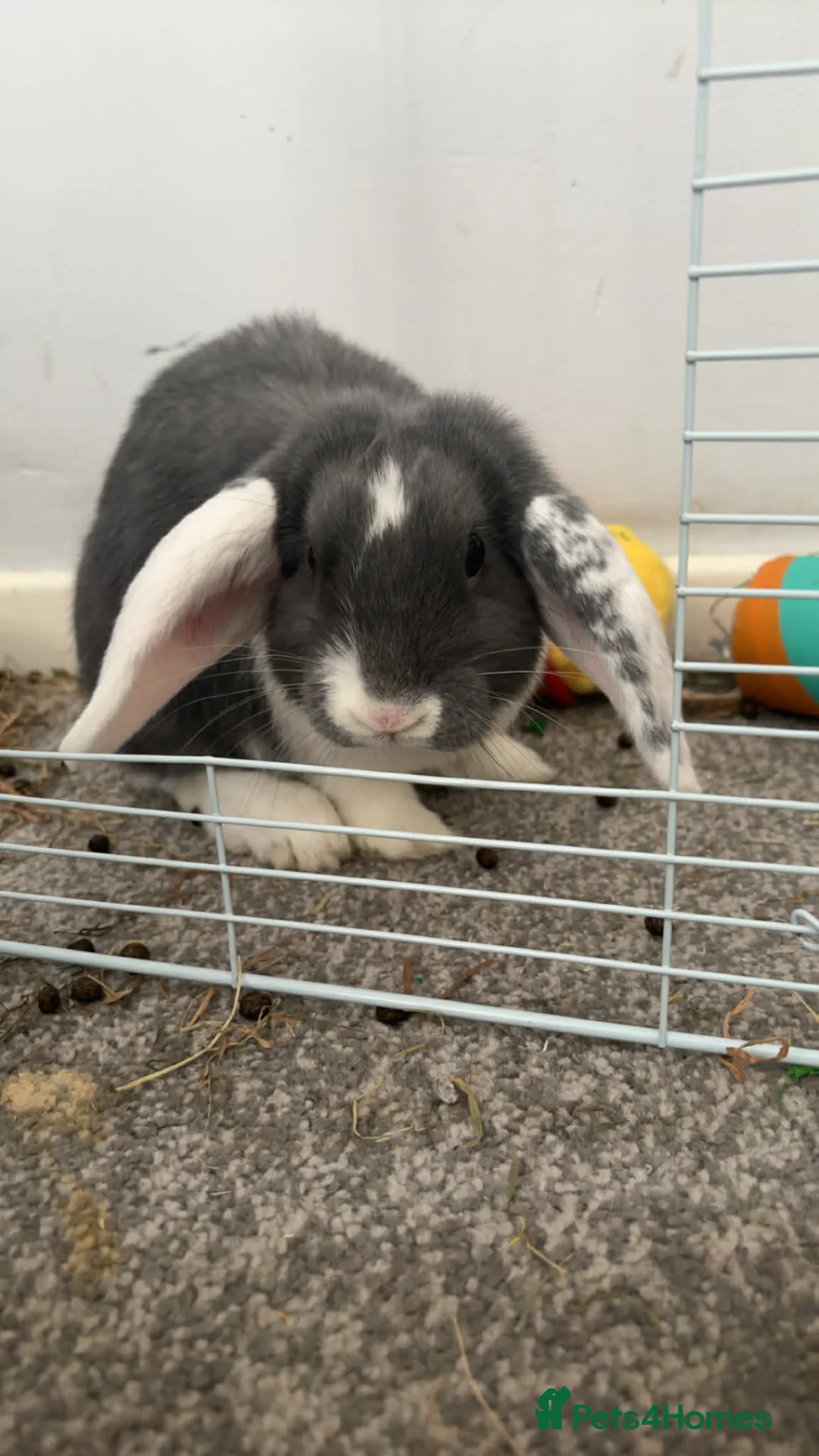 Mixed Breed rabbits for sale: 2 rabbits in Saint Helens - Advert 4