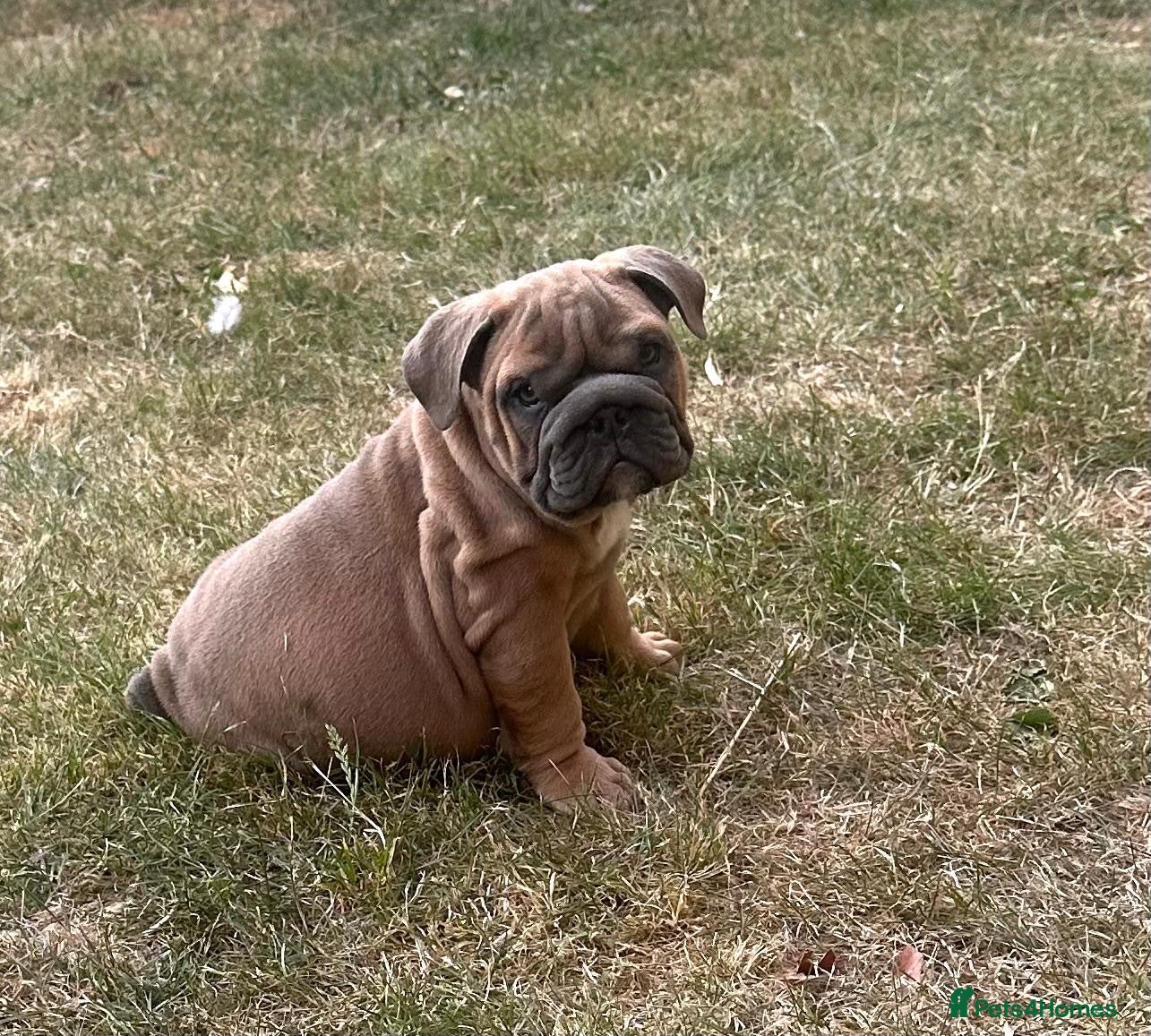 English Bulldog dogs 2 Beautiful English Bulldog Boys  - Advert 4
