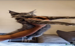 Maine Coon cats for sale: 25% OFF PURE MAINE COONS FROM CHAMPION BLOODLINE! - Image 1