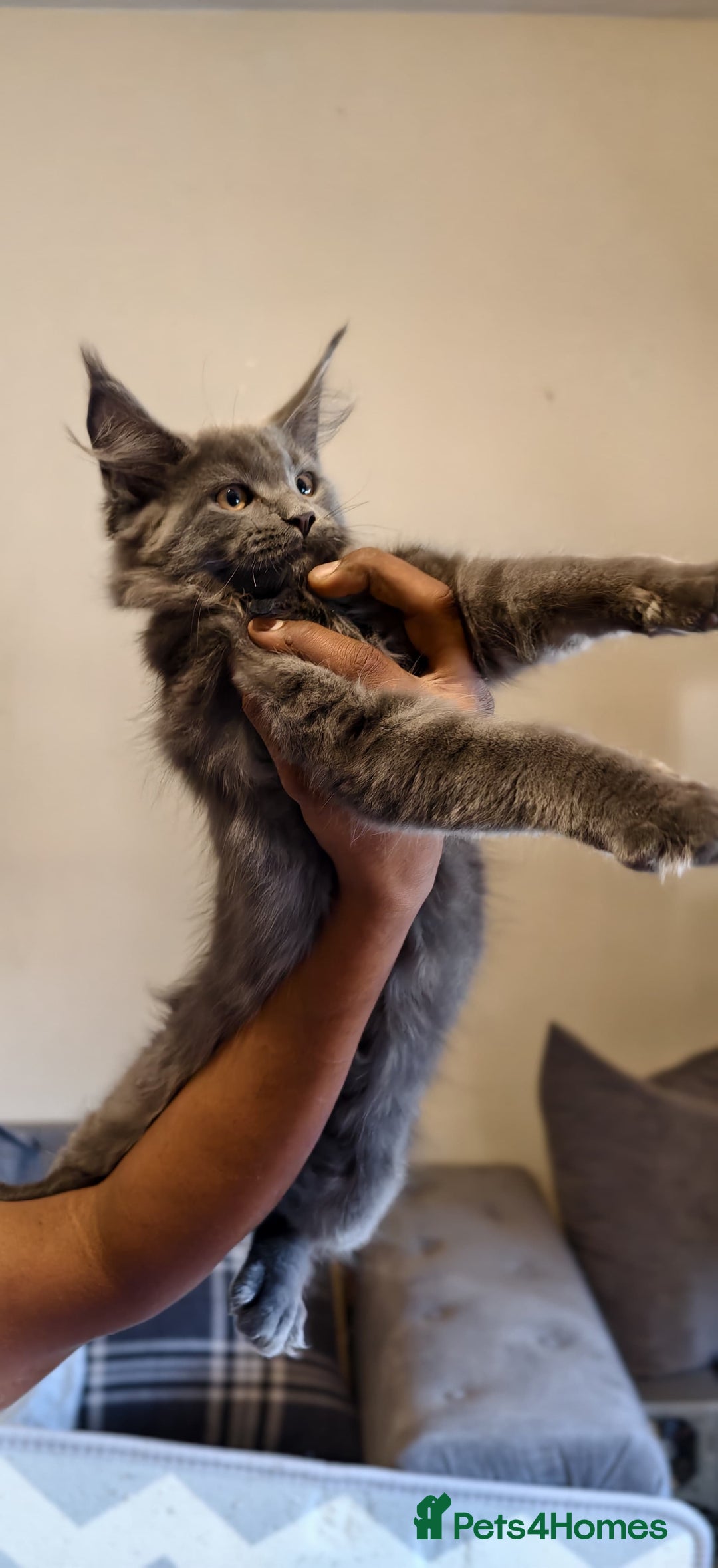 Maine Coon cats for sale: 25% OFF PURE MAINE COONS FROM CHAMPION BLOODLINE! - Image 1