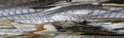 Cockatiels birds for sale: 11 weeks old hand reared cockatiels  - Advert 4