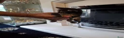 Mixed Breed cats for sale: Mixed Bengal Kittens in Pinner - Advert 7
