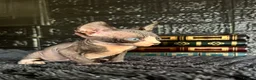 Sphynx cats for sale: Sphynx kittens TICA registered  - Advert 13