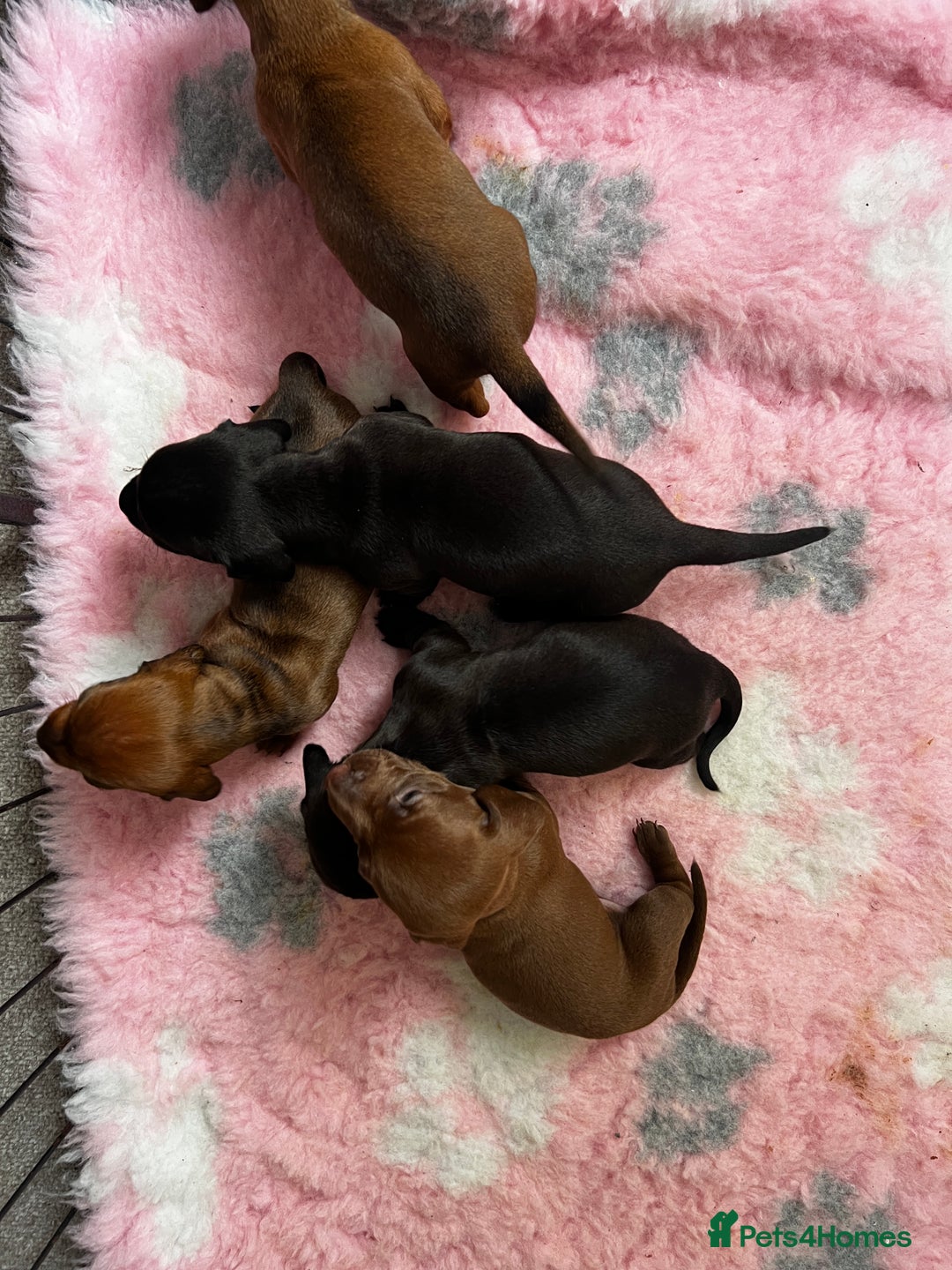 Dachshund dogs for sale: Miniature Dachshund Puppies  - Image 17