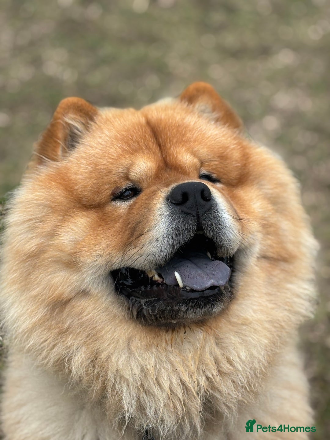 Chow Chow dogs for stud: KC Fawn Chow Chow for stud near Durham  - Advert 2