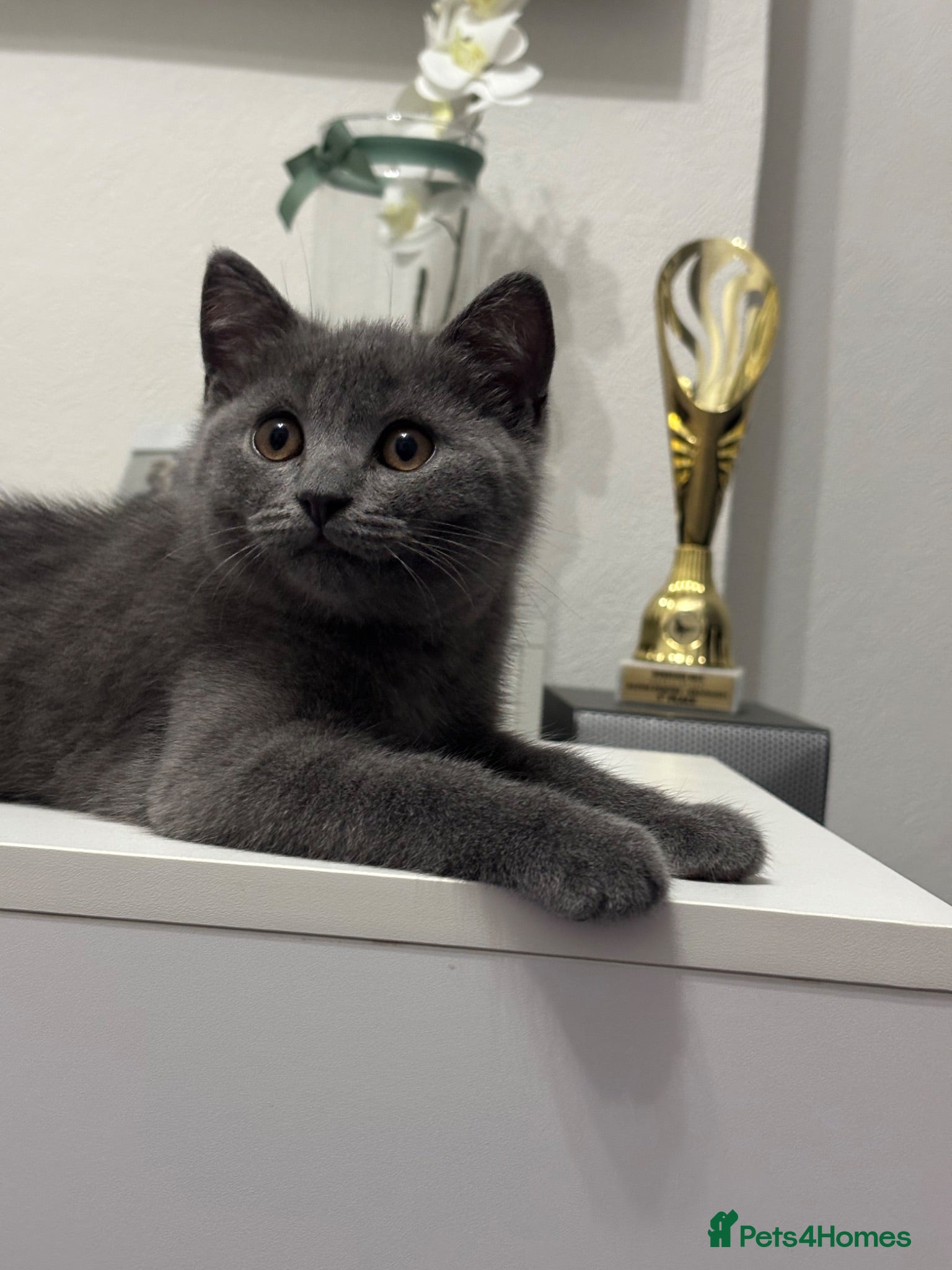 British Shorthair cats 💙Gorgeous Blue British Shorthair Kittens💙 - Advert 2