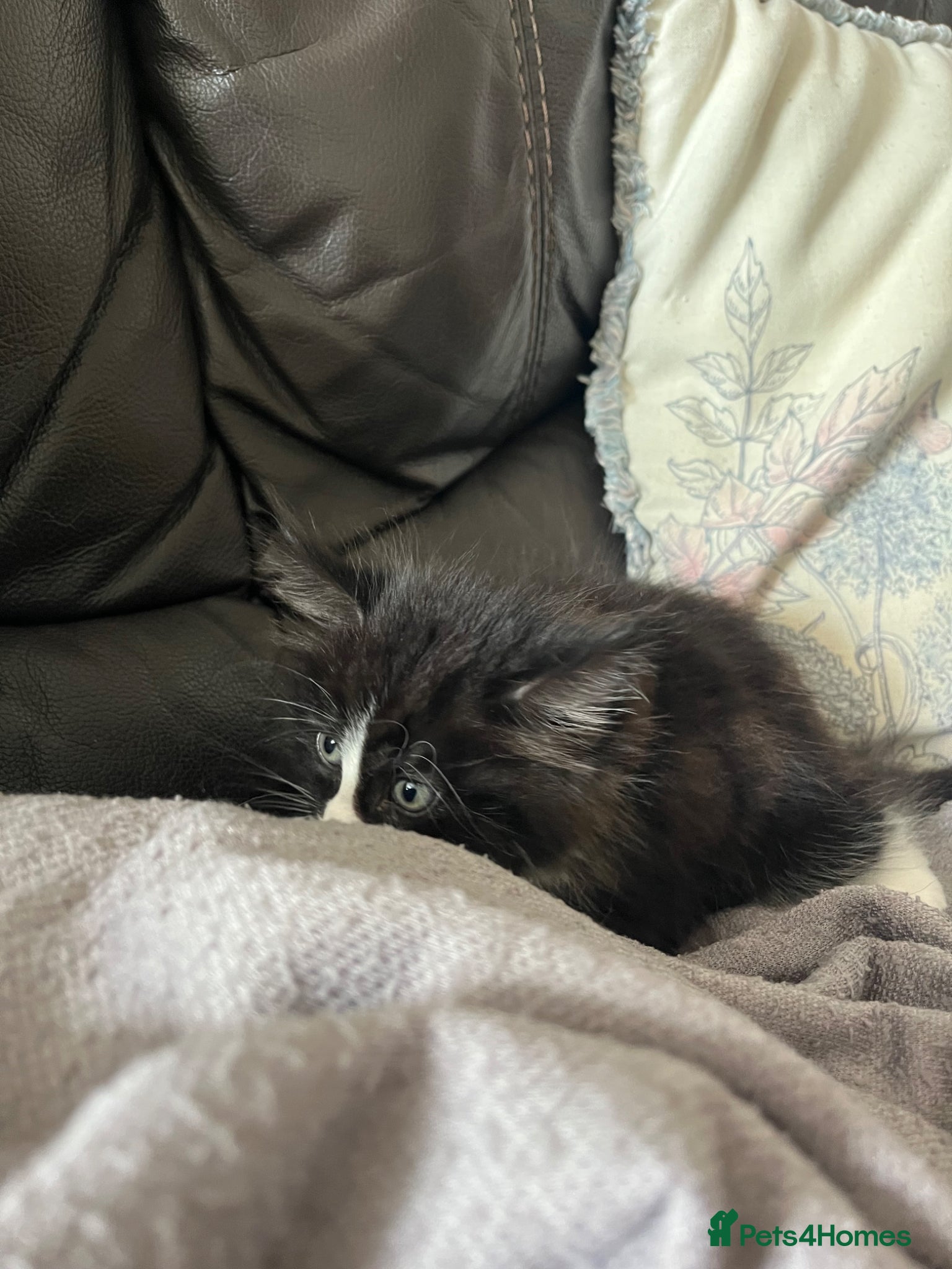 Ragdoll cats for sale: URGENT REHOME 8 week old male kitten half ragdoll in Consett - Advert 6