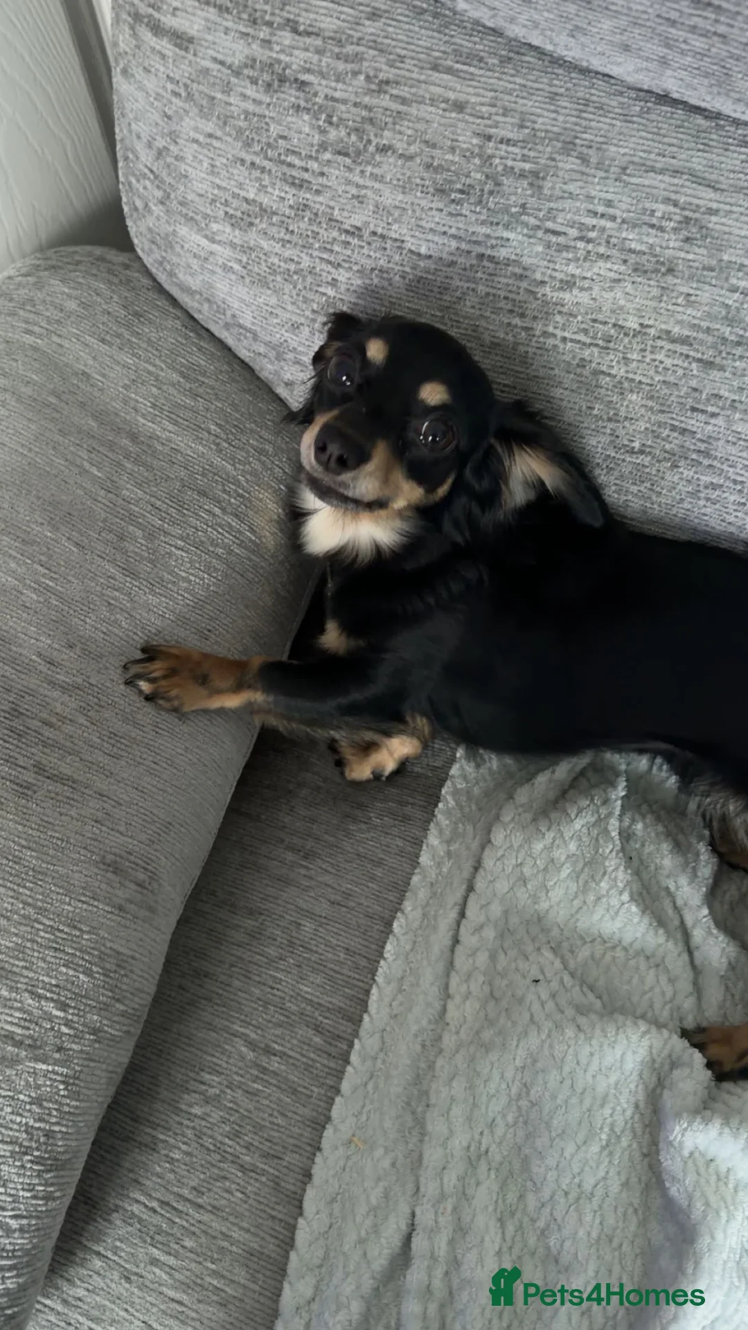 Chiweenie dogs for sale: 2 year old chiweenie - Advert 2