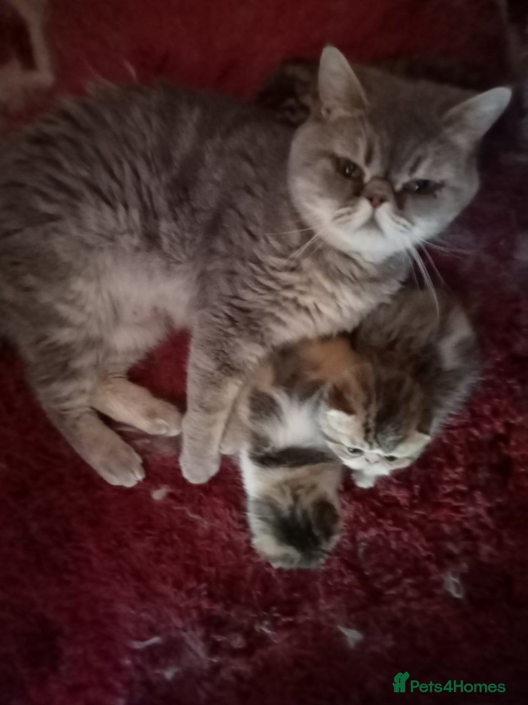 Exotic cats for sale: Beautiful Exotic kittens for sale - Advert 2