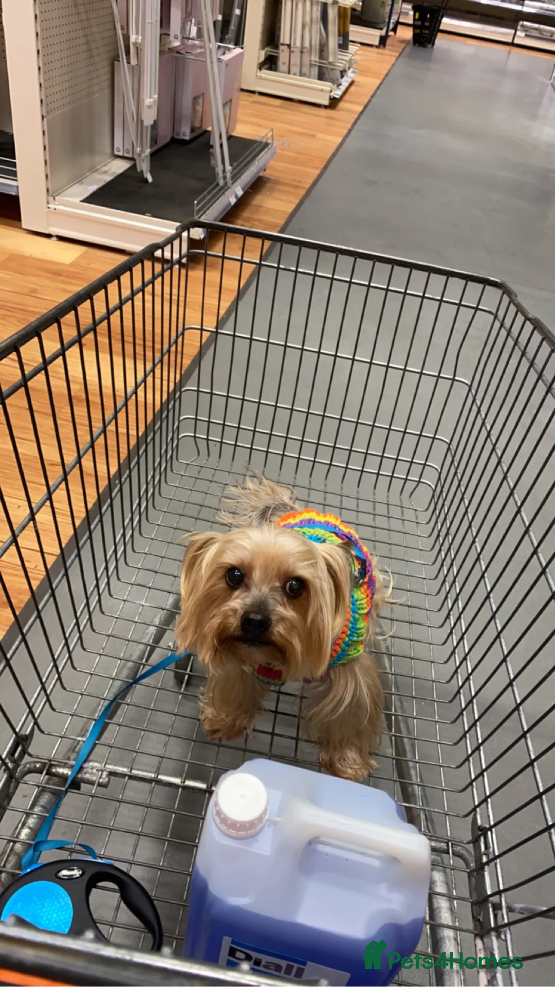 Yorkshire Terrier dogs for stud: Yorkshire terrier stud  - Advert 9