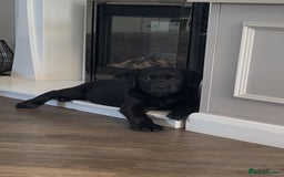 Labrador Retriever dogs for sale: Lovely Black Girl Available  - Image 1