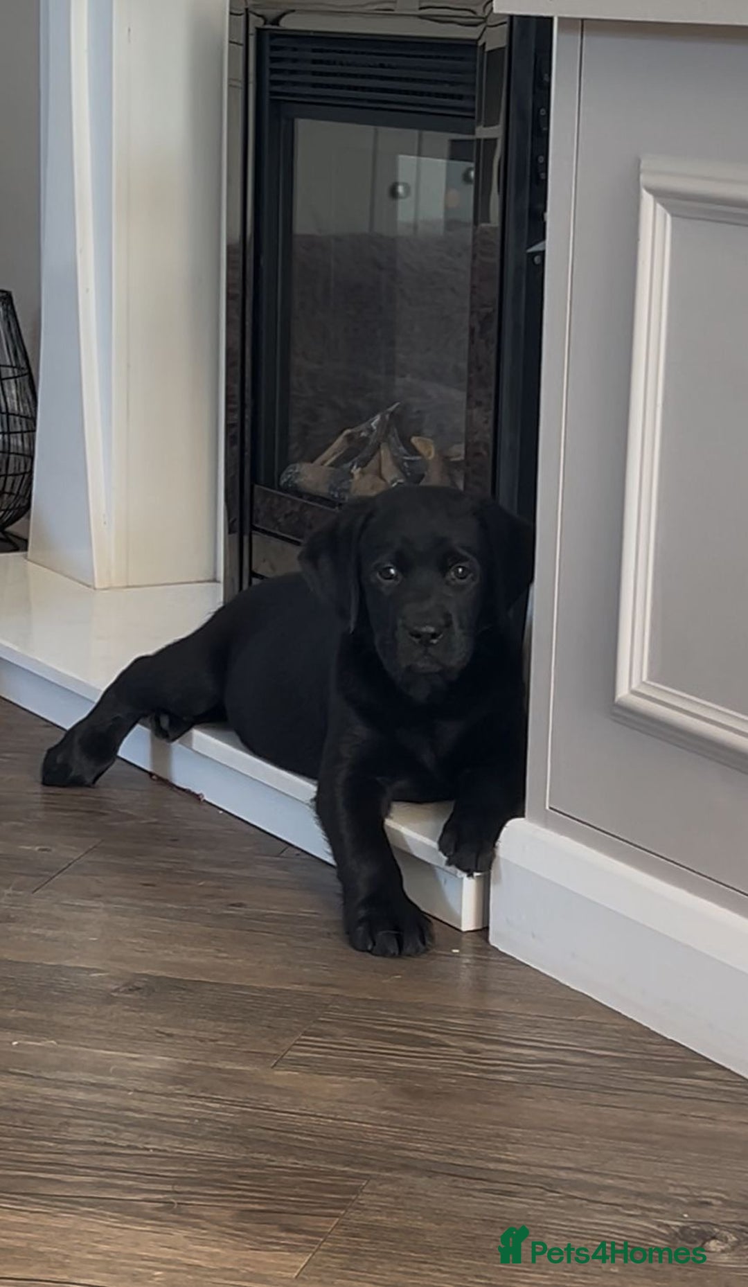 Labrador Retriever dogs for sale: Lovely Black Girl Available  - Image 1