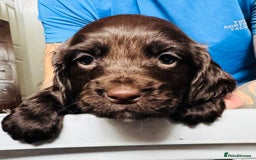 Sprocker dogs for sale: Sprocker Puppies - Image 20