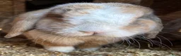 Dwarf Lop rabbits for sale: Rabbit in desperate need of good home  in Nottingham - Advert 2