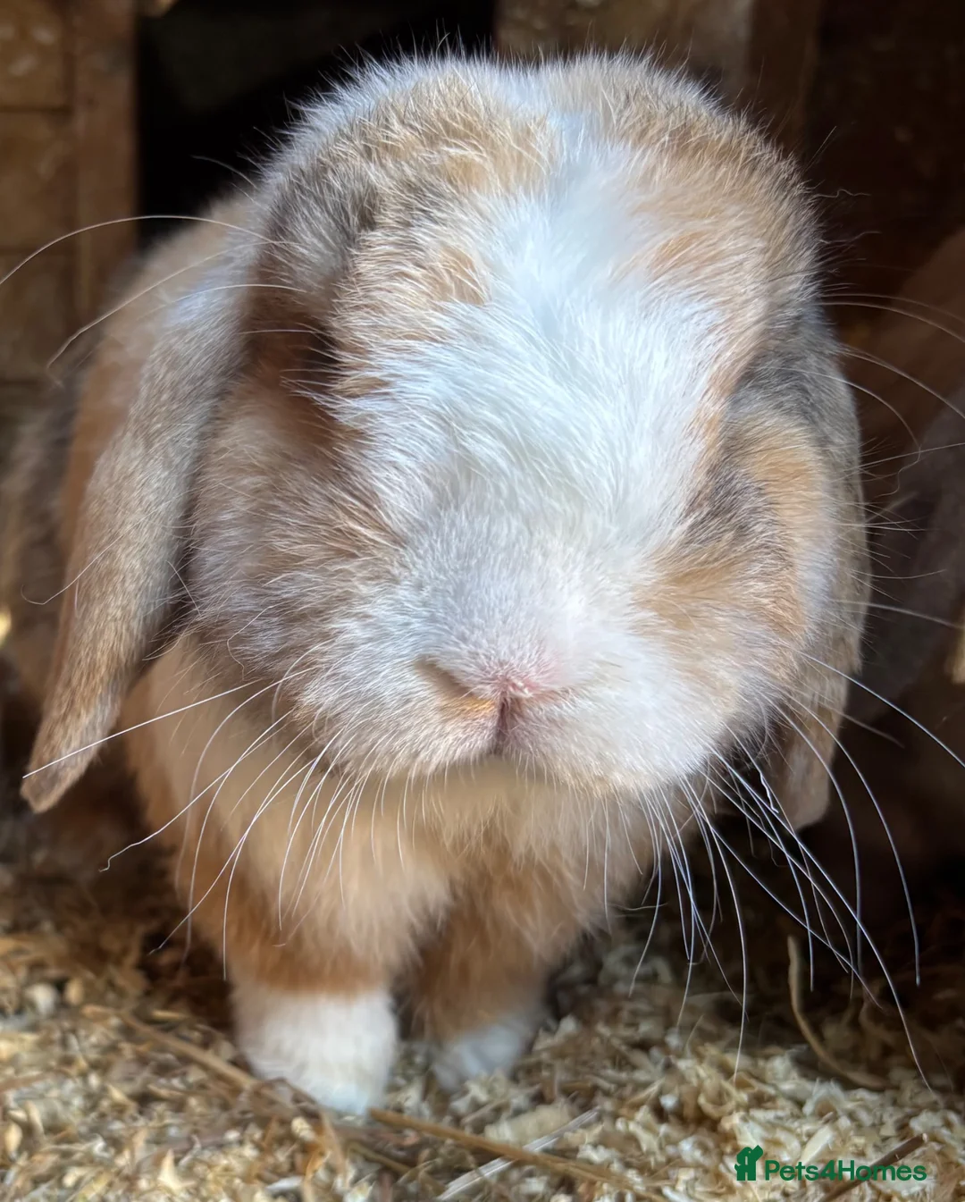 Dwarf Lop rabbits for sale: Rabbit in desperate need of good home  in Nottingham - Advert 2