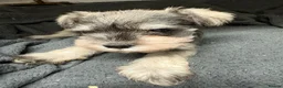 Miniature Schnauzer dogs for sale: Schnauzer puppies in Walsall - Advert 5