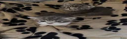 Mixed Breed cats for sale: 2 beautiful kittens   - Advert 10