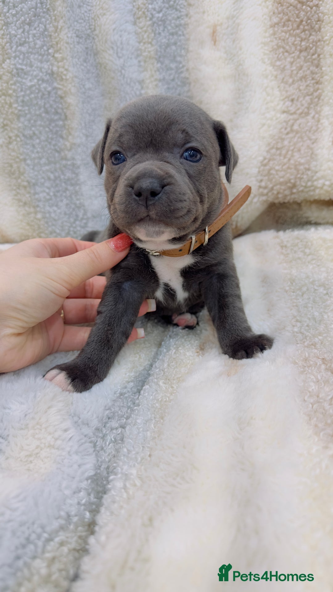 Staffordshire Bull Terrier dogs for sale: ✨🥰🐶 KC Registered Staffordshire Bull Terrier  🐾 - Advert 27