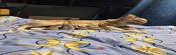 French Bulldog dogs for sale: FLUFFY FRENCHIE BABIES - Advert 9