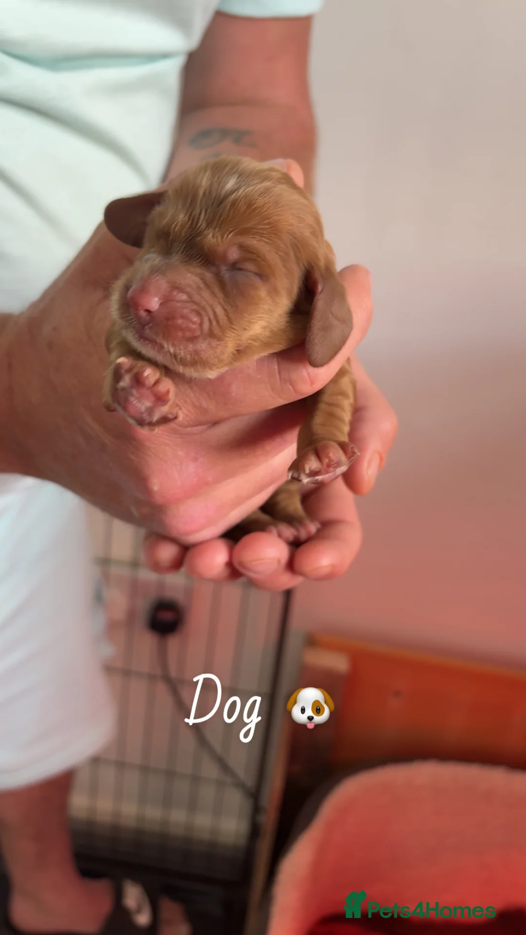 Cocker Spaniel dogs for sale: Beautiful cocker spaniel puppies for sale  - Advert 8