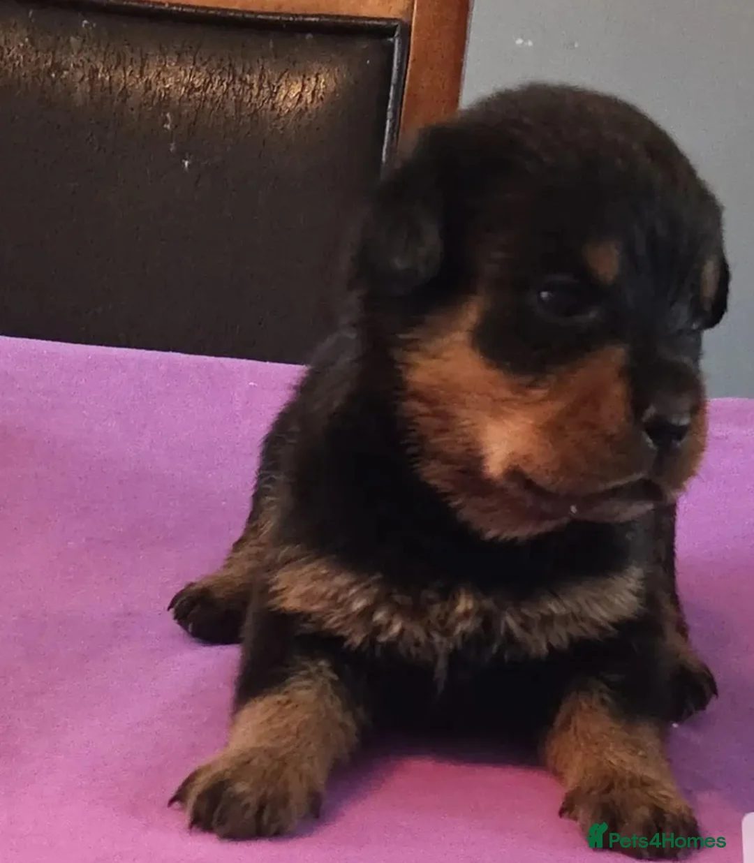 Rottweiler dogs for sale: comfortable M/F rottweiler pups great with any. in Ruislip - Advert 2