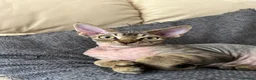 Devon Rex cats for sale: Devon Rex TICA registered kitten boy - Advert 7