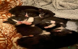 Mixed Breed cats for sale: 8 WEEK OLD SUPER FRIENDLY KITTENS READY NOW - Advert 1