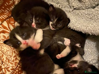 Mixed Breed cats 8 WEEK OLD SUPER FRIENDLY KITTENS READY NOW - Advert 1