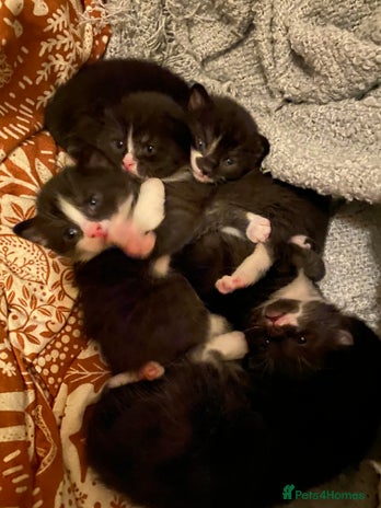 Mixed Breed cats 8 WEEK OLD SUPER FRIENDLY KITTENS READY NOW - Advert 1