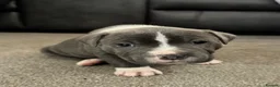 Staffordshire Bull Terrier dogs for sale: Beautiful staffy pups  - Advert 2