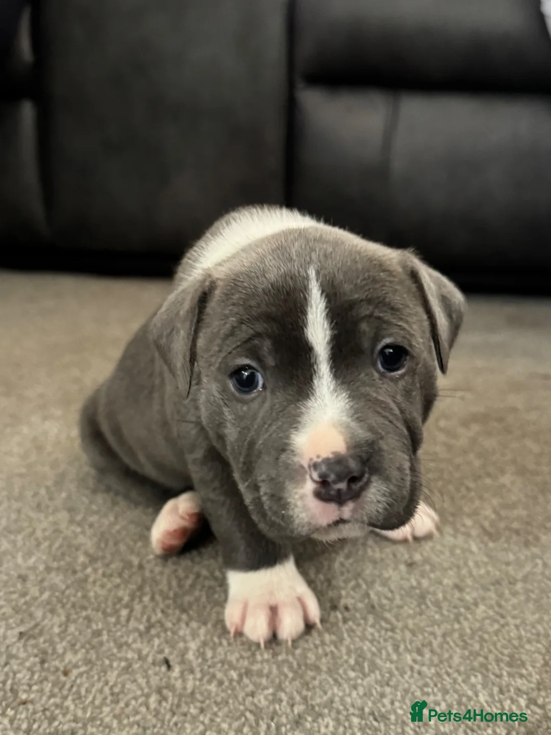 Staffordshire Bull Terrier dogs for sale: Beautiful staffy pups  - Advert 2