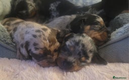 Miniature Dachshund dogs for sale: *1 boy available* - Miniature Dachshunds - Image 11