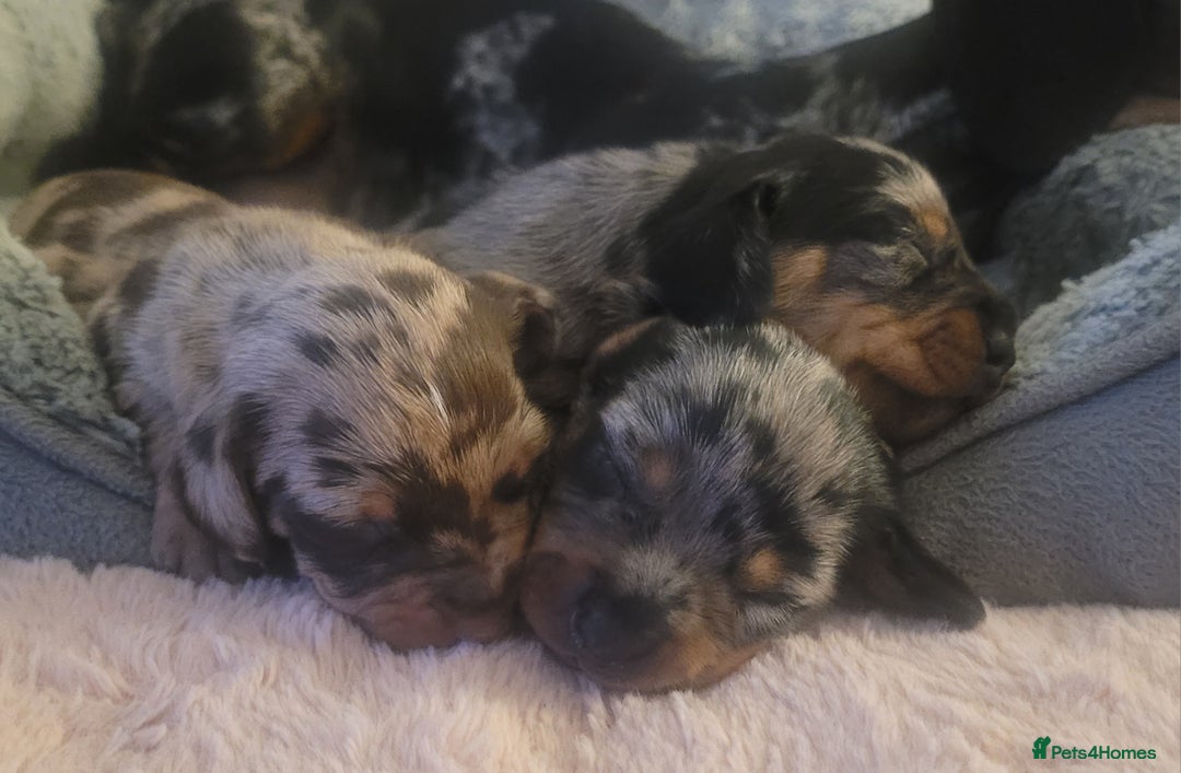 Miniature Dachshund dogs for sale: *1 boy available* - Miniature Dachshunds - Image 11
