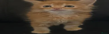 Maine Coon 3