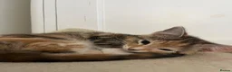 Mixed Breed cats for sale: 6 lovely female kittens.  - Advert 28