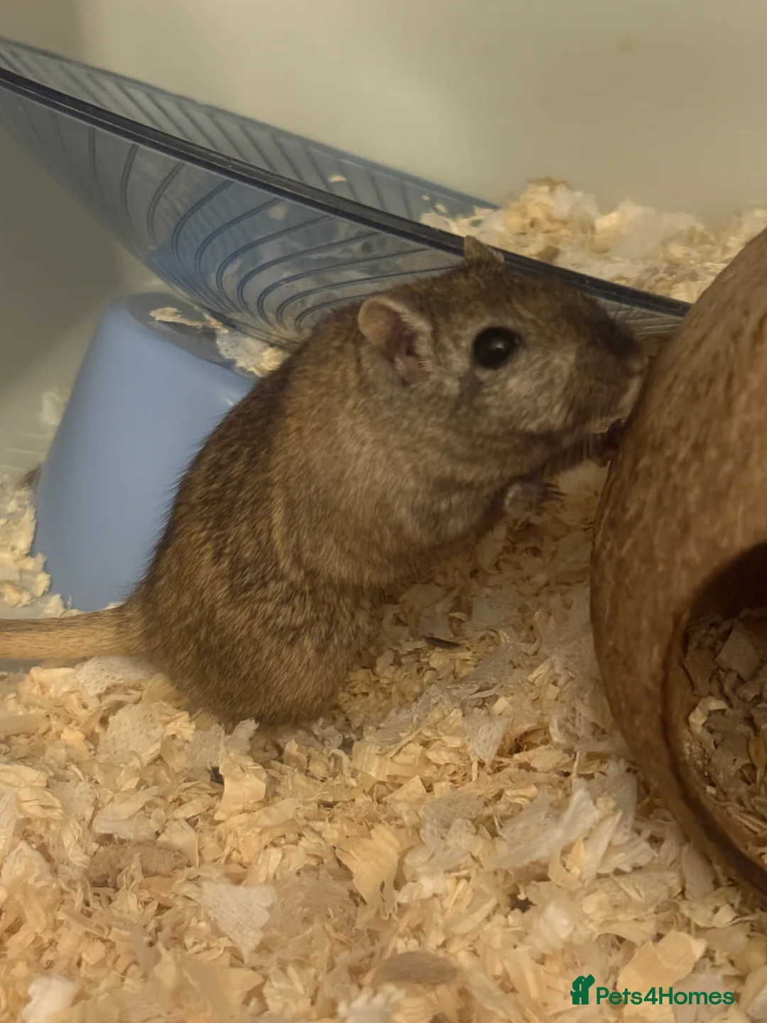 Gerbil rodents for sale: Gerbil for rehoming, urgent! - Advert 3