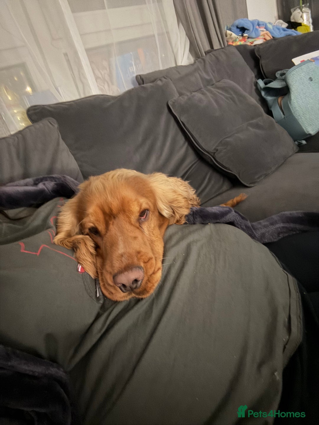 Cocker Spaniel dogs for sale: (Almost) 2 Year Old Cocker Spaniel Boy 🩵 - Advert 9