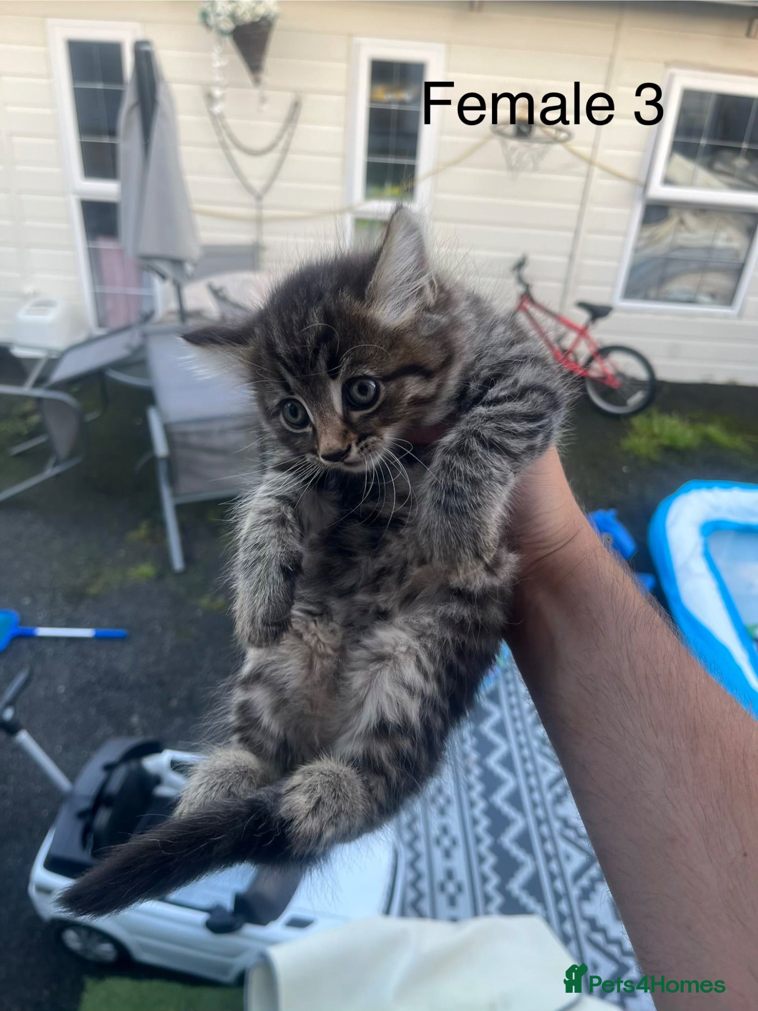 Mixed Breed cats Kittens for sale - Advert 5