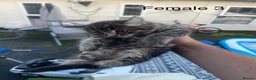 Mixed Breed cats for sale: Kittens for sale in High Wycombe - Advert 1