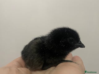 Chickens poultry Ayam Cermani chicks (born 27/11) - Advert 1