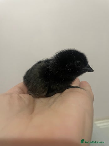 Chickens poultry Ayam Cermani chicks (born 27/11) - Advert 1