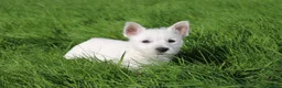 West Highland Terrier dogs for sale: West Highland Terrier (Westie) Puppies for Sale - Advert 20