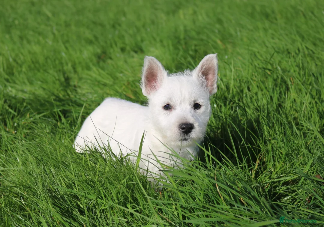 West Highland Terrier dogs for sale: West Highland Terrier (Westie) Puppies for Sale - Advert 20